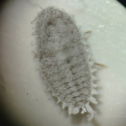 Planococcus ficus